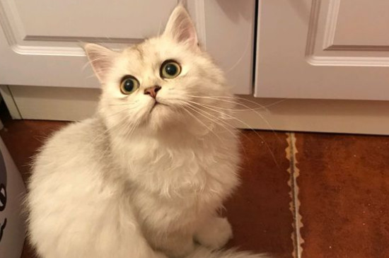 如何处理不想养的猫