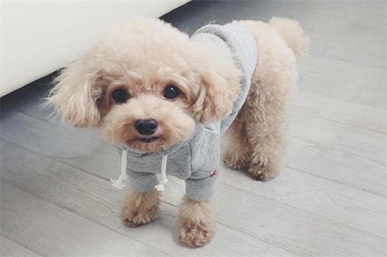 泰迪狗一天吃几顿，幼犬3～5顿成犬2～3顿