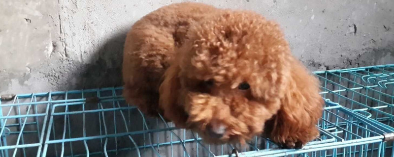 狗三天不大便