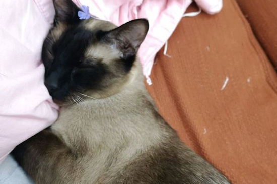 巴厘猫和暹罗猫哪个贵