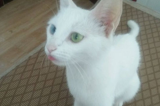 猫肚子上有小肉粒