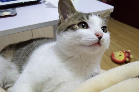 打猫一次记仇几天