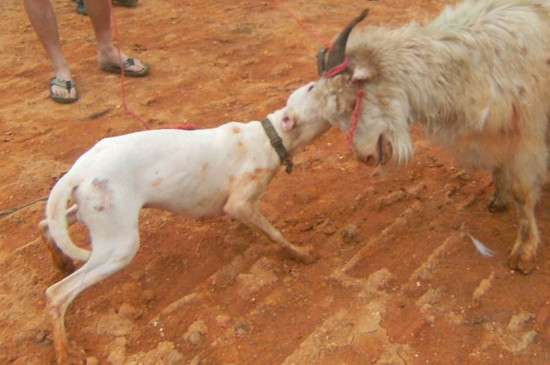 养杜高犬危险吗