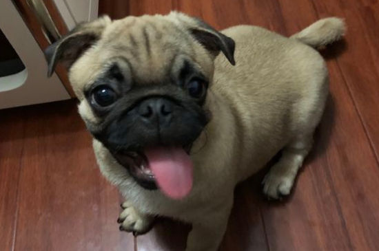 八哥犬耐寒吗