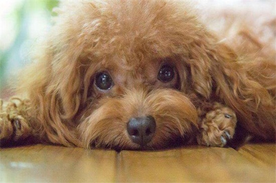 泰迪狗一天吃几顿，幼犬3～5顿成犬2～3顿
