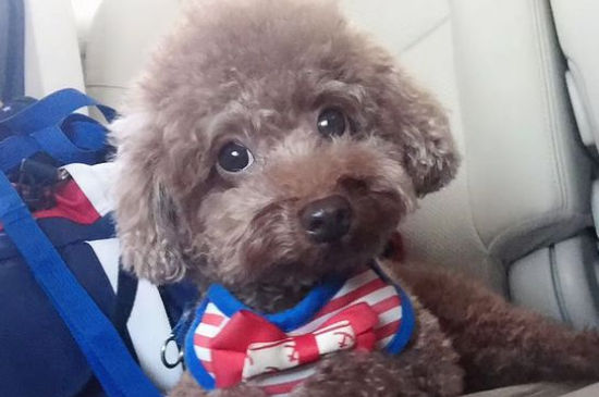 贵宾犬掉毛吗