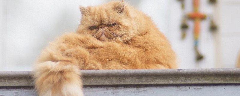 被扔过的猫咪有阴影吗