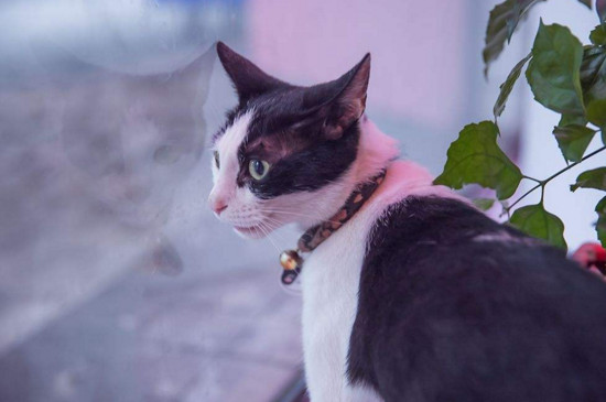 猫有体味吗