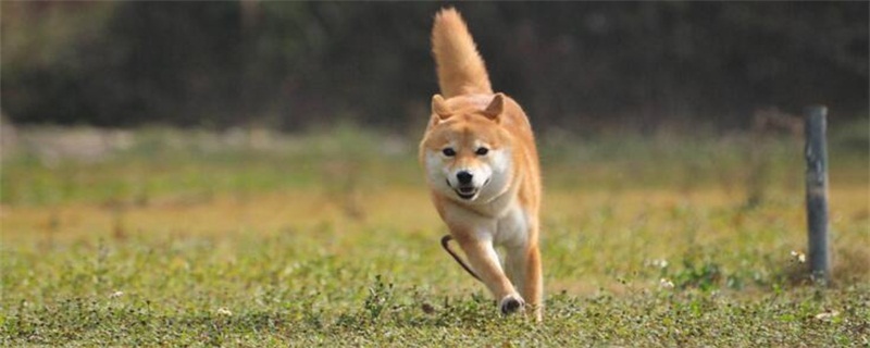 怎样知道柴犬认主了