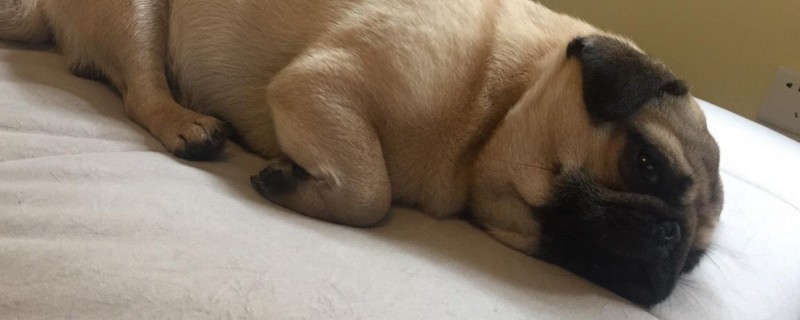 养巴哥犬的好处