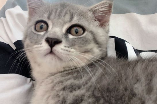 怎么做才能让猫喜欢上你