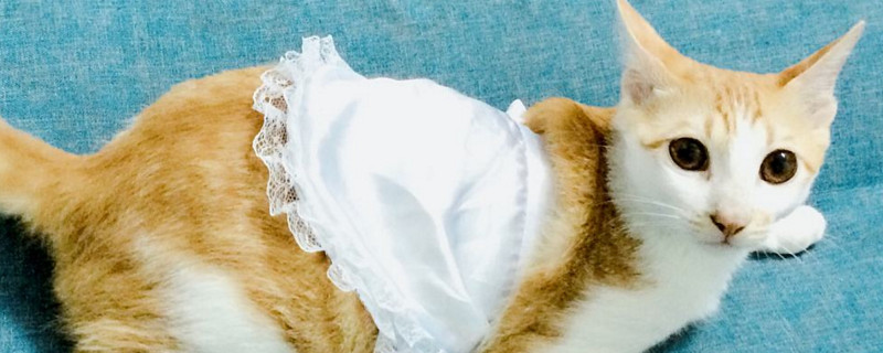 宠物店有土猫卖吗