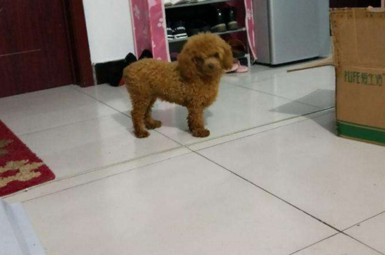 泰迪怎么修脸