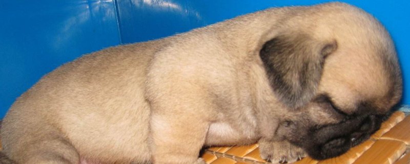 幼犬鼻子总是喷气