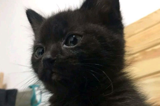 猫一边吃饭一边流眼泪