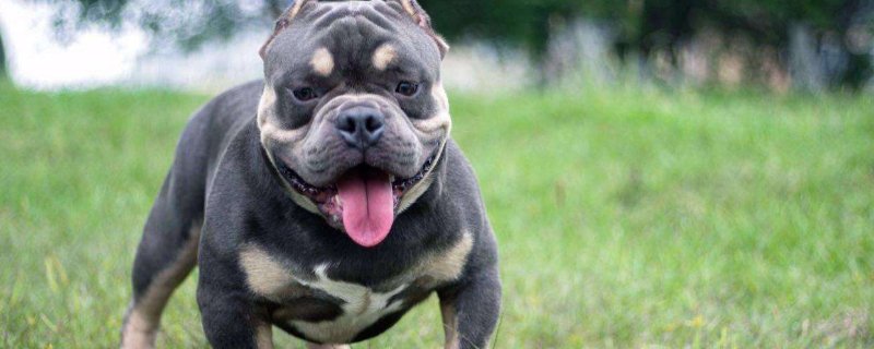 恶霸犬活多久