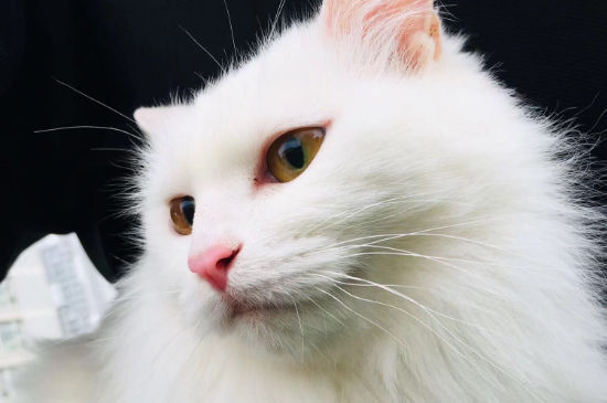 猫一次可以吃多少鸡心