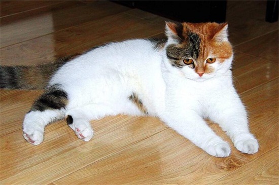 洋桔梗对猫有毒吗