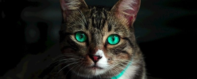 猫耳朵流黄水