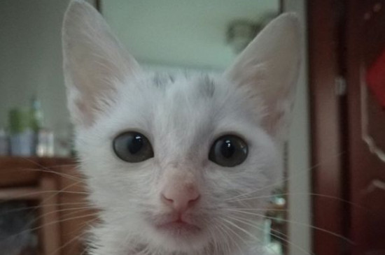 安哥拉猫怎么辨别