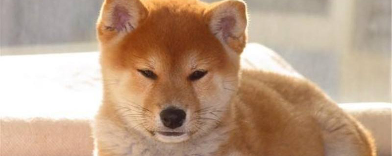 狗狗发烧的症状