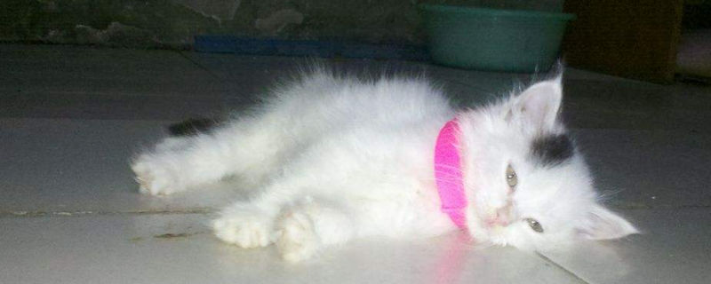 猫藓好治吗