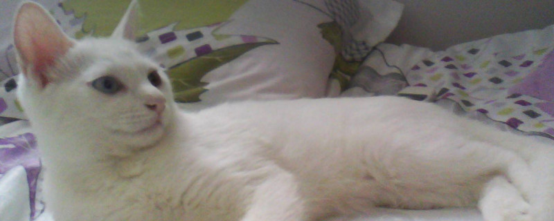 猫咪胸旁边一点一点黑黑的