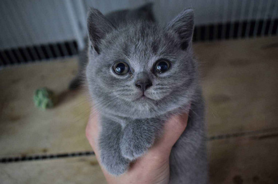 蓝猫容易生病吗