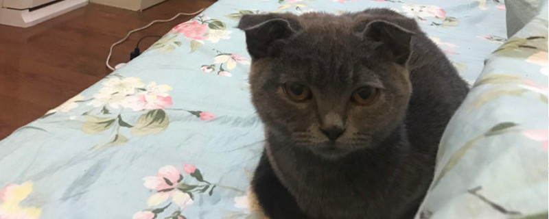 英短蓝猫为什么折耳