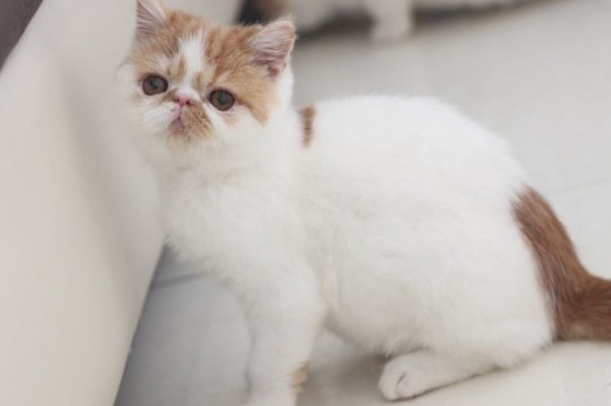 猫身上的跳蚤怎么办