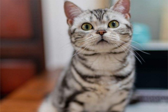 猫急性肾衰竭几天可治愈