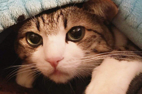 怎样驯服特别凶的猫