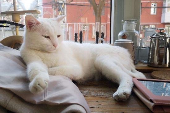 猫打疫苗后拉稀正常吗，该怎么办去缓解