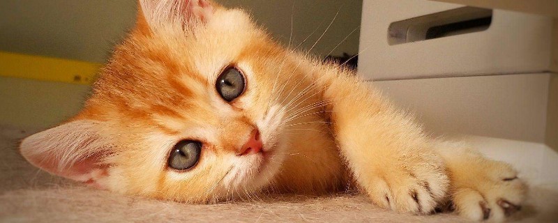 英短猫什么颜色贵