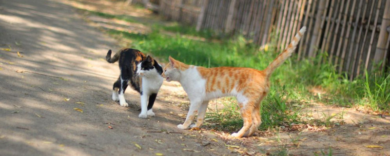 教大家如何抓野猫