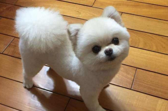 狗狗认你做主人的表现，服从命令而且睡觉时不挑地