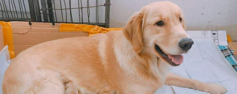 狗狗怀孕初期症状