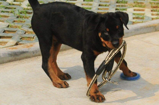 养罗威纳犬的七大禁忌