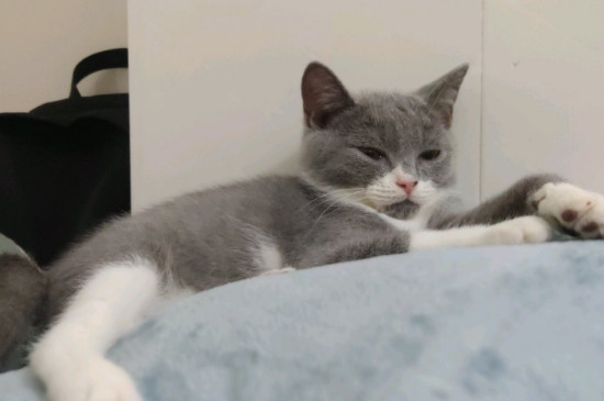 幼猫感染猫鼻支怎么办