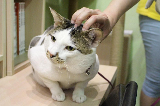 猫咪毛里面有黑色的东西