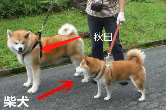 柴犬为什么禁养