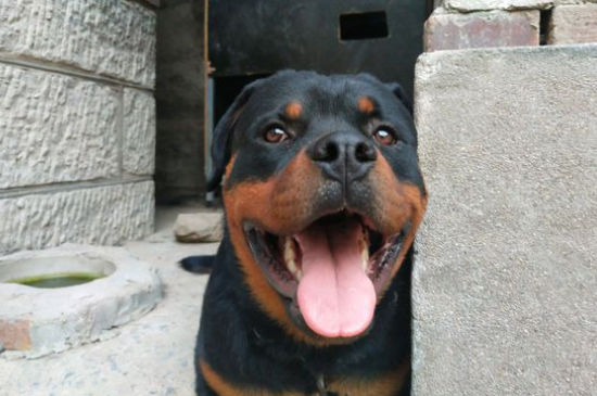 罗威纳犬禁养吗
