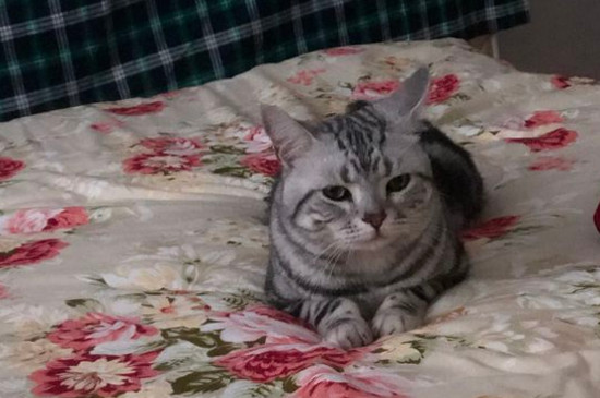 猫咪搬家综合症
