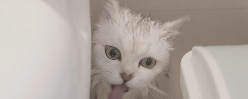 给猫咪洗澡注意什么