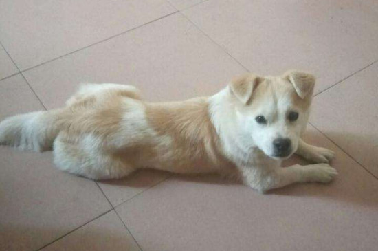 狗被打得怕主人的表现