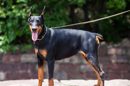 导盲犬是什么狗