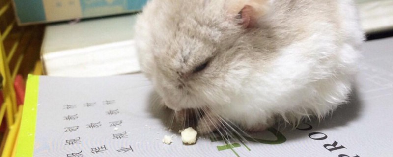 养仓鼠的弊端