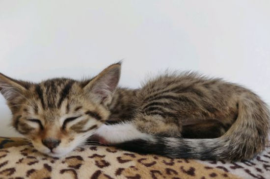 公猫会咬死小猫吗