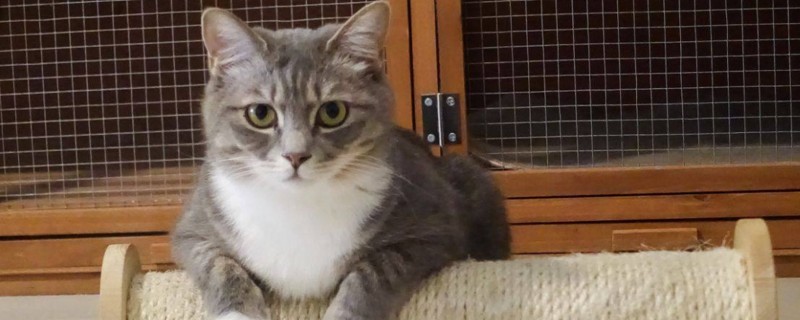 猫咪一直拉稀能吃能喝