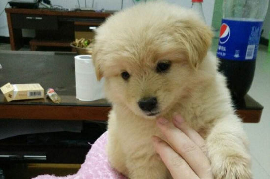 小狗想吐又吐不出来怎么回事